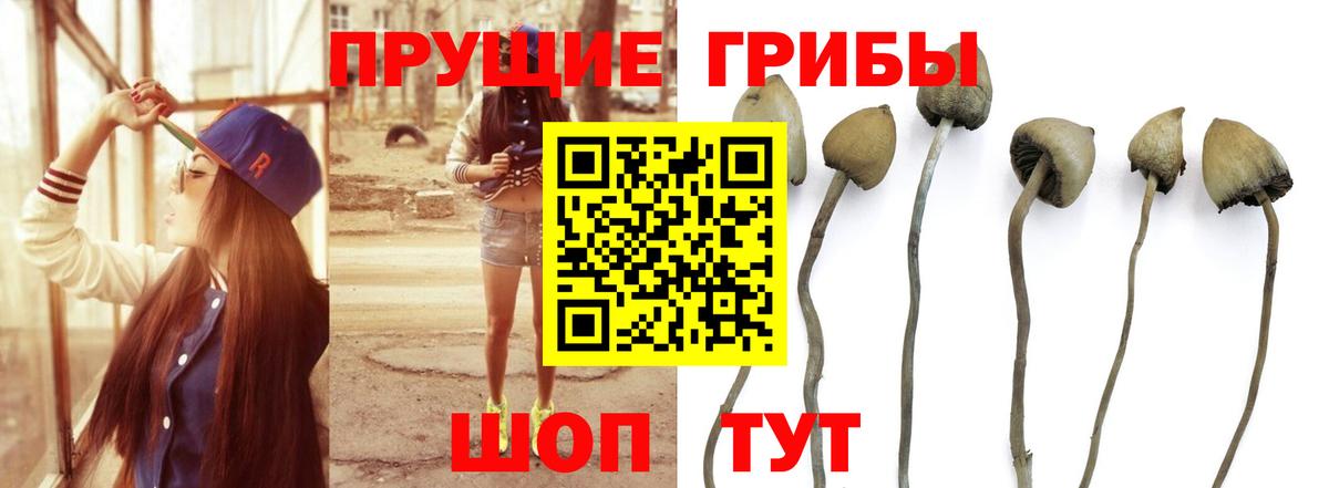 Псилоцибиновые грибы Cubensis Десногорск